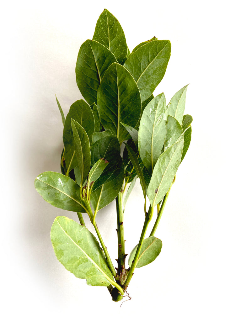 Bay Leaves - The Falls Farm